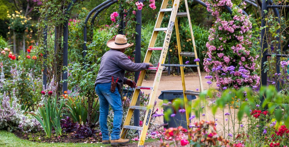 Prace ogrodowe na drabinie